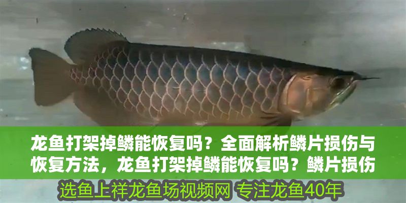 龍魚打架掉鱗能恢復嗎?全面解析鱗片損傷與恢復方法,龍魚打架掉鱗能恢復嗎?鱗片損傷修復全指南 龍魚常見疾病 第1張 龍魚打架掉鱗能恢復嗎?全面解析鱗片損傷與恢復方法,龍魚打架掉鱗能恢復嗎?鱗片損傷修復全指南 龍魚打架掉鱗能恢復嗎?全面解析鱗片損傷與恢復方法,龍魚打架掉鱗能恢復嗎?鱗片損傷修復全指南 龍魚常見疾病 第1張