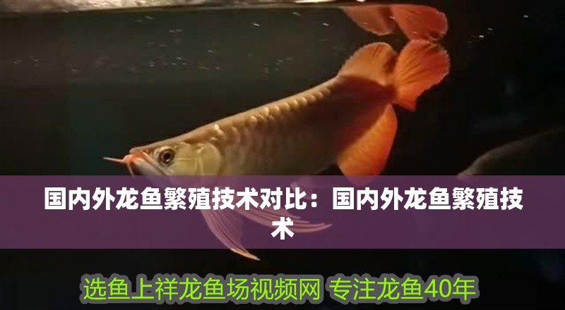 國內外龍魚繁殖技術對比：國內外龍魚繁殖技術 國內外龍魚繁殖技術對比：國內外龍魚繁殖技術 龍魚百科