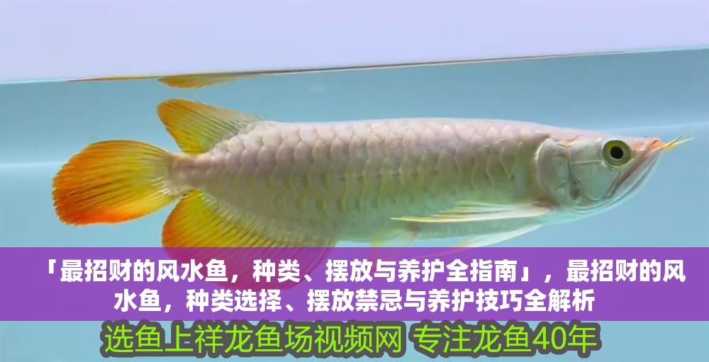 「最招財?shù)娘L水魚，種類、擺放與養(yǎng)護全指南」，最招財?shù)娘L水魚，種類選擇、擺放禁忌與養(yǎng)護技巧全解析