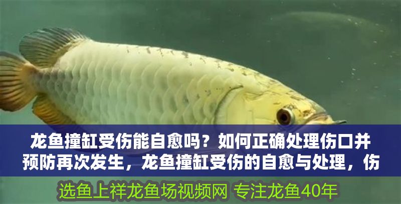 龍魚撞缸受傷能自愈嗎？如何正確處理傷口并預防再次發生，龍魚撞缸受傷的自愈與處理，傷口護理及預防措施