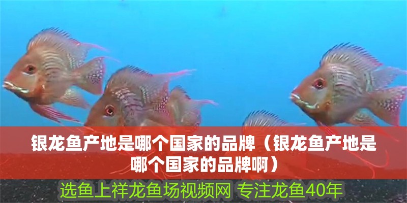 銀龍魚產地是哪個國家的品牌（銀龍魚產地是哪個國家的品牌啊）