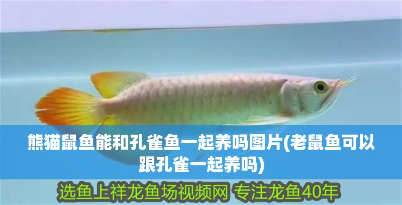 熊貓鼠魚能和孔雀魚一起養嗎圖片(老鼠魚可以跟孔雀一起養嗎)