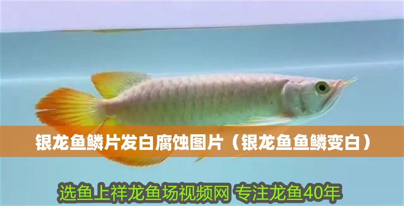 銀龍魚(yú)鱗片發(fā)白腐蝕圖片（銀龍魚(yú)魚(yú)鱗變白）