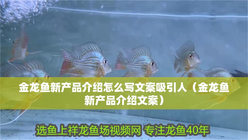 金龍魚新產(chǎn)品介紹怎么寫文案吸引人（金龍魚新產(chǎn)品介紹文案）