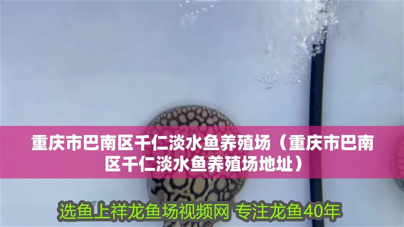 重慶市巴南區(qū)千仁淡水魚養(yǎng)殖場（重慶市巴南區(qū)千仁淡水魚養(yǎng)殖場地址） 重慶市巴南區(qū)千仁淡水魚養(yǎng)殖場（重慶市巴南區(qū)千仁淡水魚養(yǎng)殖場地址） 全國水族館企業(yè)名錄