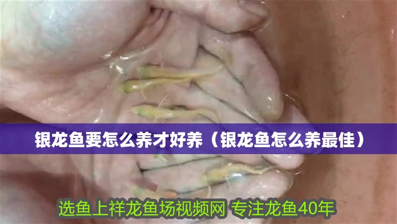 銀龍魚(yú)要怎么養(yǎng)才好養(yǎng)（銀龍魚(yú)怎么養(yǎng)最佳） 銀龍魚(yú)要怎么養(yǎng)才好養(yǎng)（銀龍魚(yú)怎么養(yǎng)最佳） 銀龍魚(yú)百科