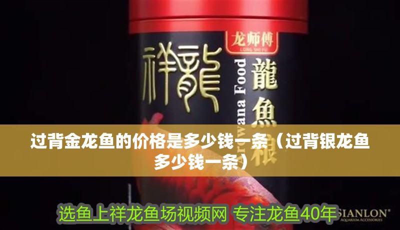 過背金龍魚的價(jià)格是多少錢一條（過背銀龍魚多少錢一條）
