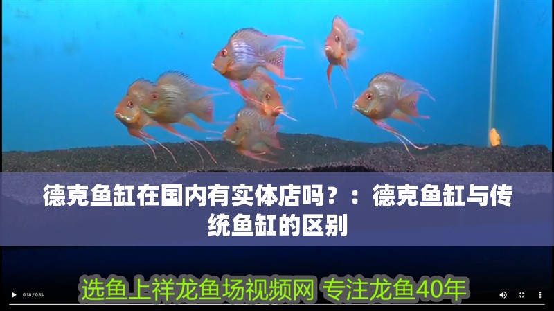 德克魚缸在國內(nèi)有實體店嗎？：德克魚缸與傳統(tǒng)魚缸的區(qū)別
