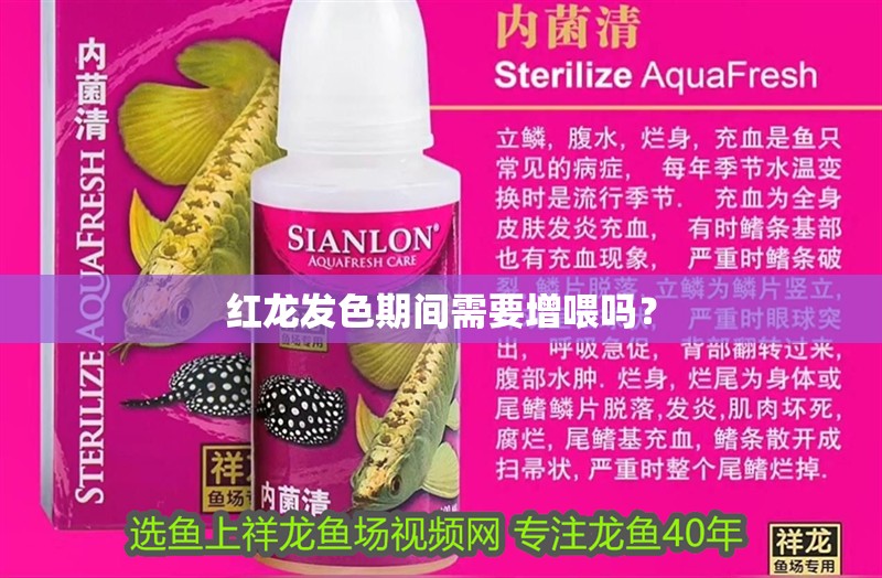 紅龍發色期間需要增喂嗎？