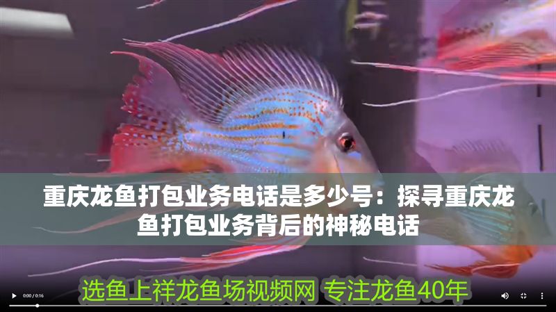 重慶龍魚打包業(yè)務(wù)電話是多少號：探尋重慶龍魚打包業(yè)務(wù)背后的神秘電話