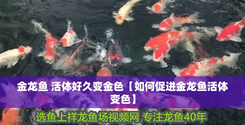 金龍魚 活體好久變金色【如何促進金龍魚活體變色】