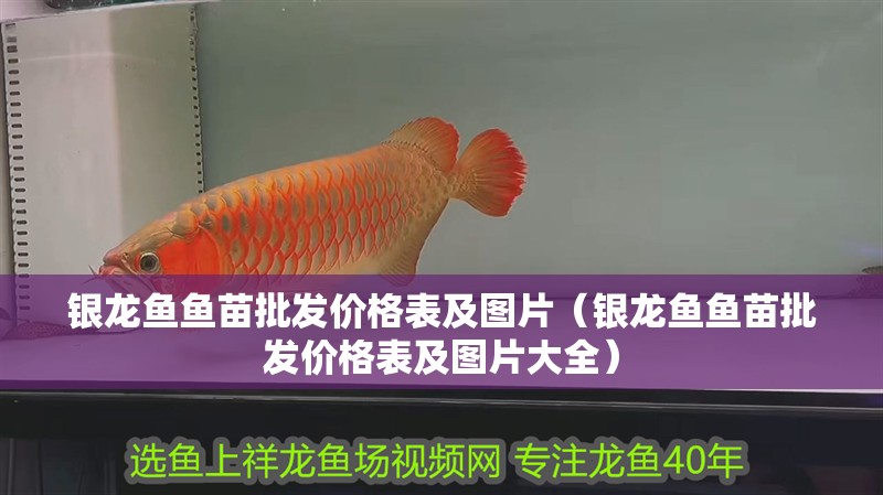 魚缸過濾器選購指南:自制魚缸過濾器魚缸上置過濾器對于養魚愛好者的必備知識 銀龍魚魚苗批發價格表及圖片(銀龍魚魚苗批發價格表及圖片大全) 銀龍魚百科 銀龍魚魚苗批發價格表及圖片(銀龍魚魚苗批發價格表及圖片大全) 銀龍魚魚苗批發價格表及圖片(銀龍魚魚苗批發價格表及圖片大全) 銀龍魚百科