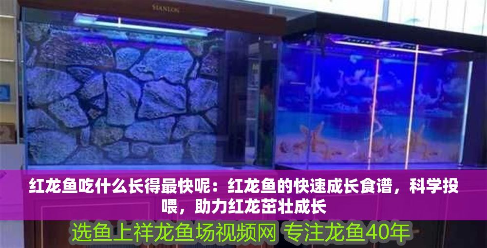 紅龍魚吃什么長得最快呢：紅龍魚的快速成長食譜，科學投喂，助力紅龍茁壯成長