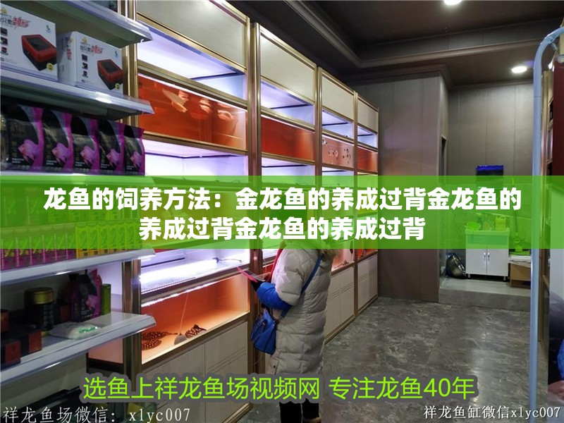 龍魚的飼養方法：金龍魚的養成過背金龍魚的養成過背金龍魚的養成過背 龍魚的飼養方法：金龍魚的養成過背金龍魚的養成過背金龍魚的養成過背 魚缸百科