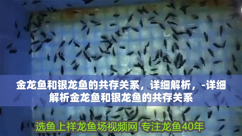 金龍魚和銀龍魚的共存關(guān)系，詳細(xì)解析，-詳細(xì)解析金龍魚和銀龍魚的共存關(guān)系