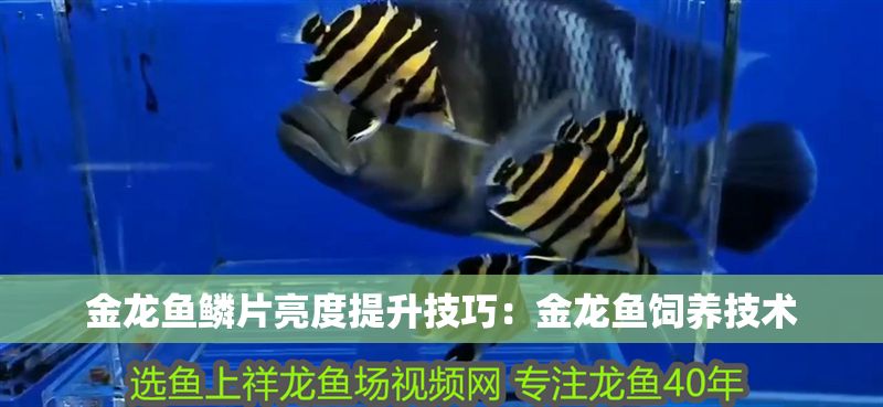 金龍魚鱗片亮度提升技巧:金龍魚飼養技術 金龍魚百科 第6張 金龍魚鱗片亮度提升技巧:金龍魚飼養技術 金龍魚鱗片亮度提升技巧:金龍魚飼養技術 金龍魚百科 第6張