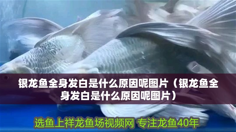 銀龍魚全身發白是什么原因呢圖片（銀龍魚全身發白是什么原因呢圖片）