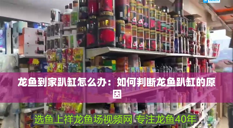龍魚到家趴缸怎么辦：如何判斷龍魚趴缸的原因