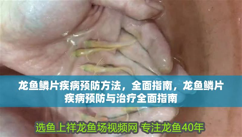龍魚鱗片疾病預(yù)防方法，全面指南，龍魚鱗片疾病預(yù)防與治療全面指南