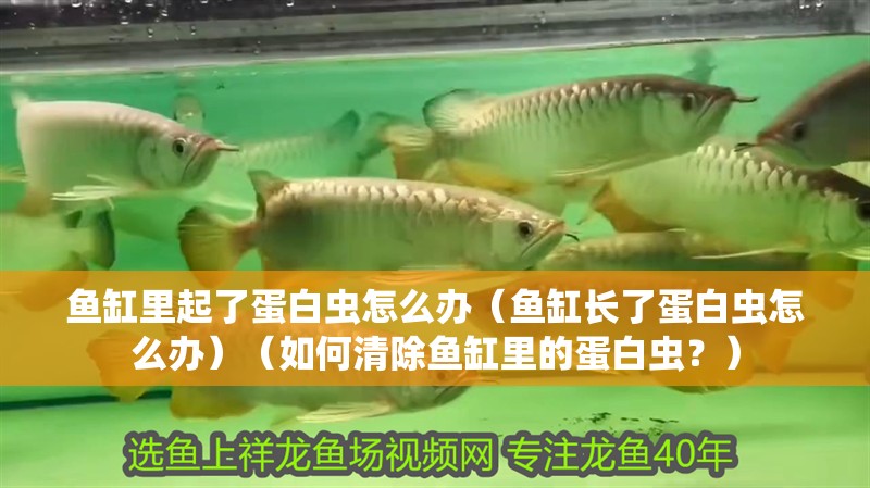 我的虎魚真菌感染了要怎么處理 魚缸里起了蛋白蟲怎么辦(魚缸長了蛋白蟲怎么辦)(如何清除魚缸里的蛋白蟲?) 魚缸百科 魚缸里起了蛋白蟲怎么辦(魚缸長了蛋白蟲怎么辦)(如何清除魚缸里的蛋白蟲?) 魚缸里起了蛋白蟲怎么辦(魚缸長了蛋白蟲怎么辦)(如何清除魚缸里的蛋白蟲?) 魚缸百科