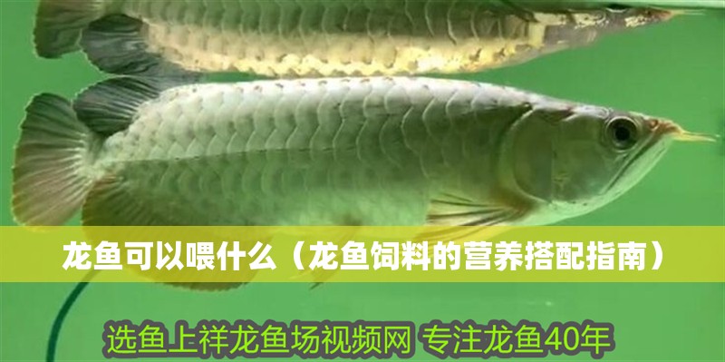 龍魚可以喂什么（龍魚飼料的營(yíng)養(yǎng)搭配指南） 龍魚可以喂什么（龍魚飼料的營(yíng)養(yǎng)搭配指南） 龍魚百科