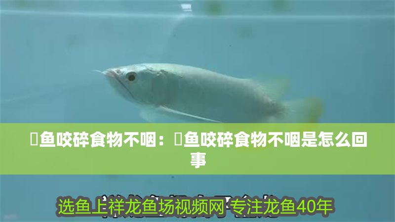 魟魚咬碎食物不咽：魟魚咬碎食物不咽是怎么回事