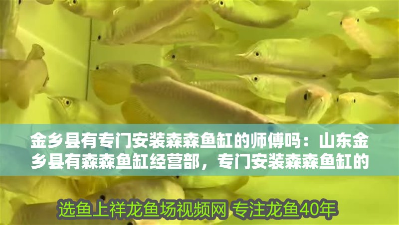 金鄉縣有專門安裝森森魚缸的師傅嗎：山東金鄉縣有森森魚缸經營部，專門安裝森森魚缸的師傅