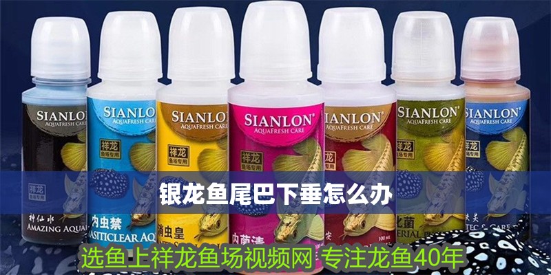 銀龍魚尾巴下垂怎么辦