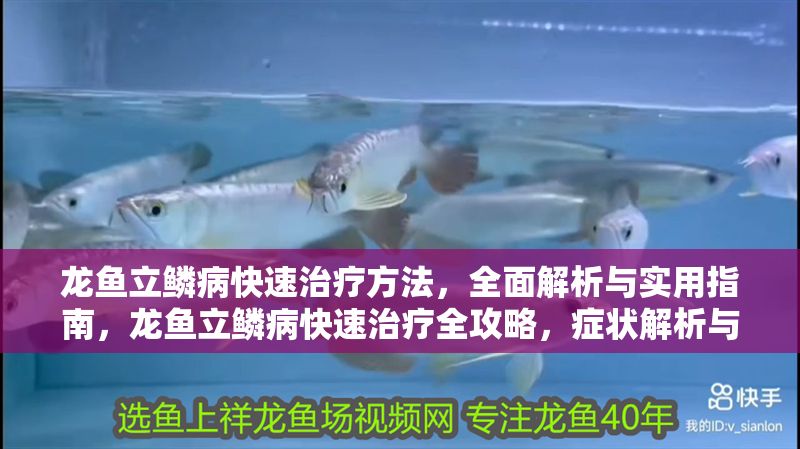 龍魚(yú)立鱗病快速治療方法，全面解析與實(shí)用指南，龍魚(yú)立鱗病快速治療全攻略，癥狀解析與實(shí)用救治指南