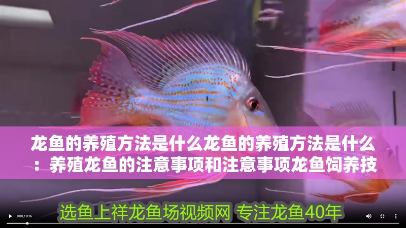 龍魚的養(yǎng)殖方法是什么龍魚的養(yǎng)殖方法是什么：養(yǎng)殖龍魚的注意事項(xiàng)和注意事項(xiàng)龍魚飼養(yǎng)技巧
