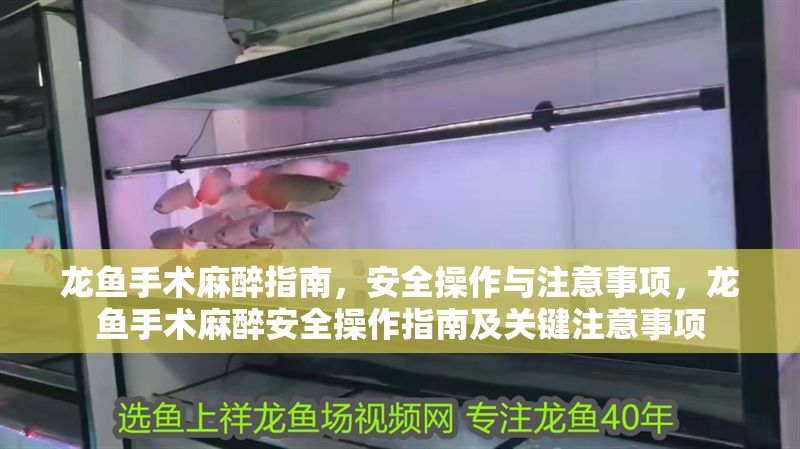 龍魚手術麻醉指南，安全操作與注意事項，龍魚手術麻醉安全操作指南及關鍵注意事項