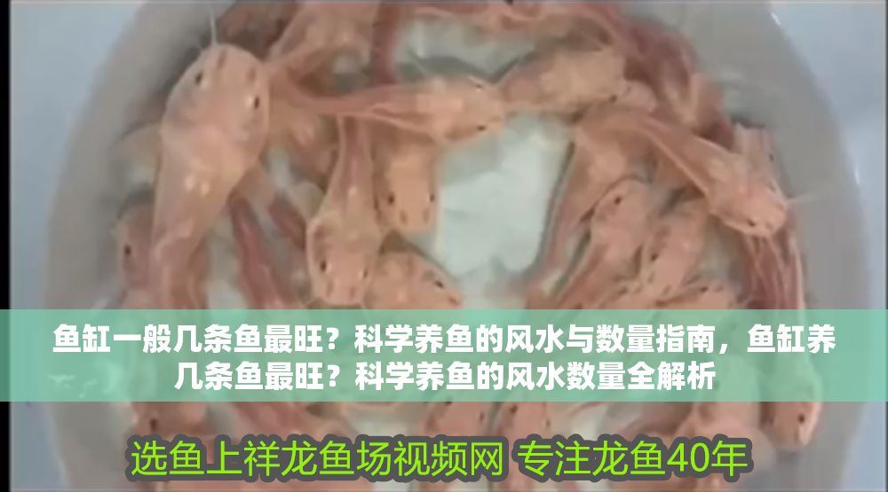 魚缸一般幾條魚最旺？科學養魚的風水與數量指南，魚缸養幾條魚最旺？科學養魚的風水數量全解析