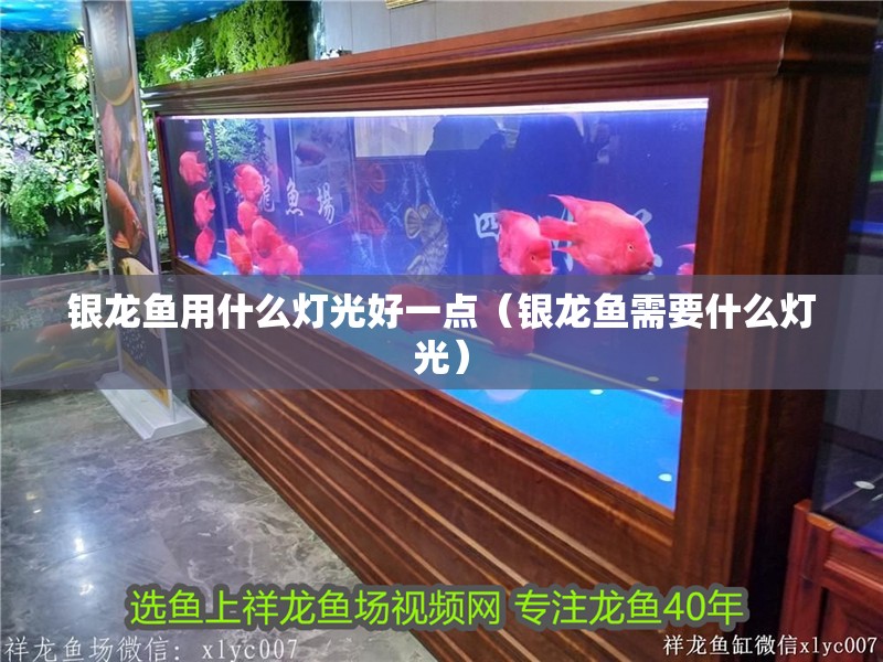 銀龍魚用什么燈光好一點（銀龍魚需要什么燈光）