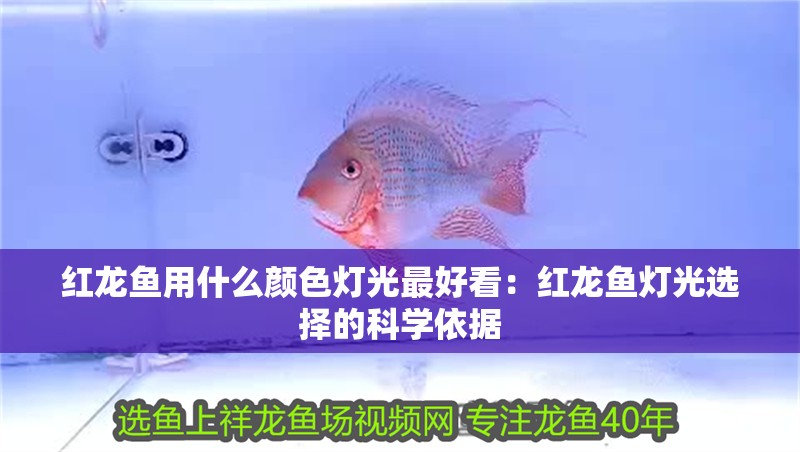紅龍魚用什么顏色燈光最好看：紅龍魚燈光選擇的科學(xué)依據(jù)