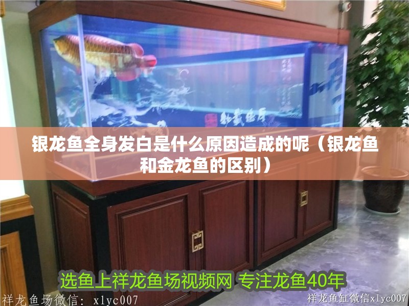 銀龍魚全身發白是什么原因造成的呢（銀龍魚和金龍魚的區別）