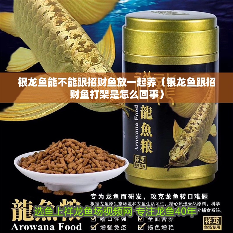 銀龍魚能不能跟招財魚放一起養（銀龍魚跟招財魚打架是怎么回事） 銀龍魚能不能跟招財魚放一起養（銀龍魚跟招財魚打架是怎么回事） 銀龍魚百科
