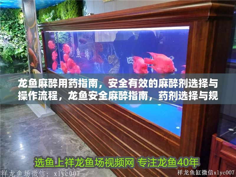 龍魚麻醉用藥指南，安全有效的麻醉劑選擇與操作流程，龍魚安全麻醉指南，藥劑選擇與規范操作流程