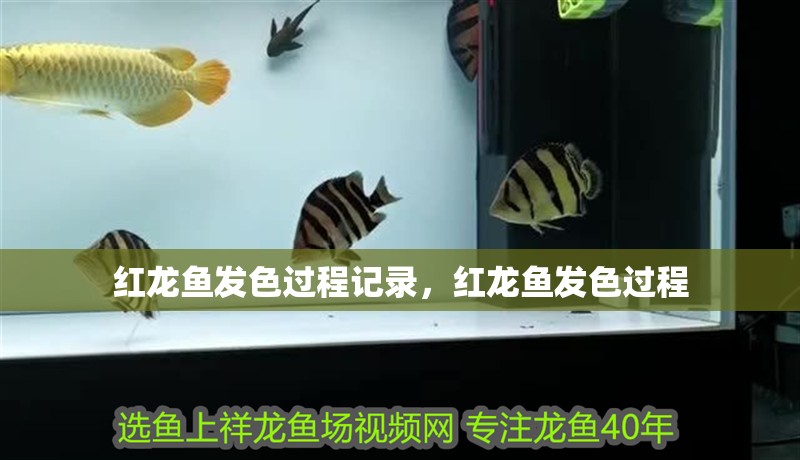 紅龍魚發色過程記錄，紅龍魚發色過程