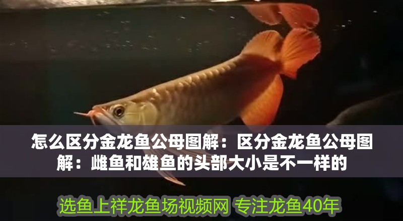 魚缸造景先放沙還是先放水(魚缸造景先鋪沙還是先放石頭) 怎么區分金龍魚公母圖解:區分金龍魚公母圖解:雌魚和雄魚的頭部大小是不一樣的 龍魚百科 怎么區分金龍魚公母圖解:區分金龍魚公母圖解:雌魚和雄魚的頭部大小是不一樣的 怎么區分金龍魚公母圖解:區分金龍魚公母圖解:雌魚和雄魚的頭部大小是不一樣的 龍魚百科