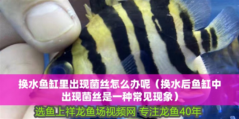 換水魚缸里出現菌絲怎么辦呢（換水后魚缸中出現菌絲是一種常見現象）