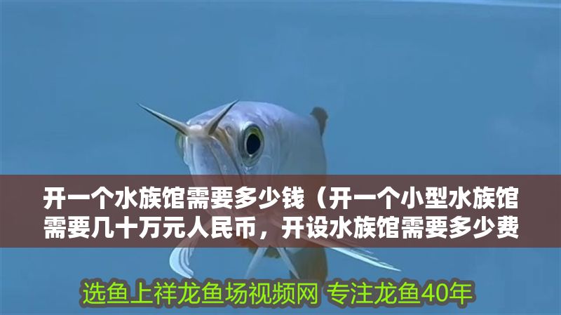 開一個水族館需要多少錢（開一個小型水族館需要幾十萬元人民幣，開設(shè)水族館需要多少費用）