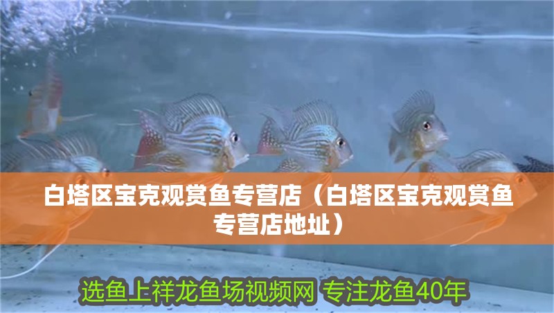 白塔區(qū)寶克觀賞魚專營店（白塔區(qū)寶克觀賞魚專營店地址）