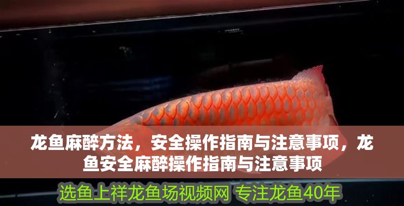 龍魚麻醉方法，安全操作指南與注意事項，龍魚安全麻醉操作指南與注意事項