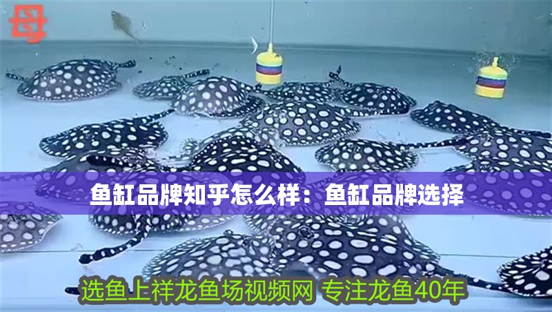 魚缸品牌知乎怎么樣：魚缸品牌選擇