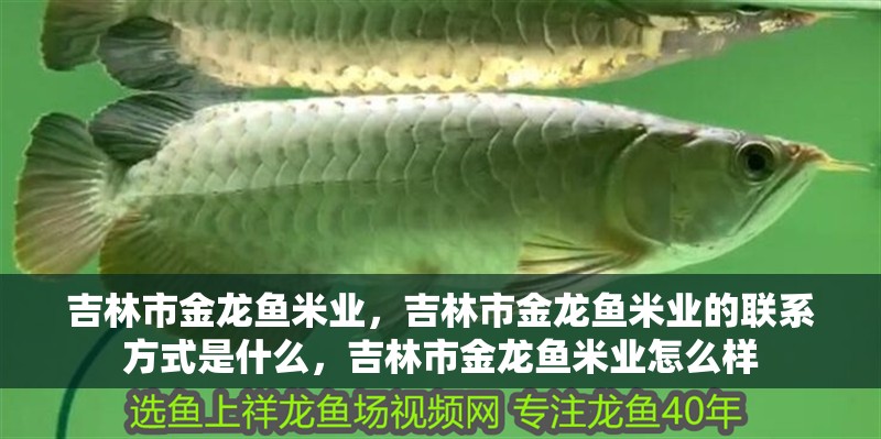 吉林市金龍魚米業，吉林市金龍魚米業的聯系方式是什么，吉林市金龍魚米業怎么樣