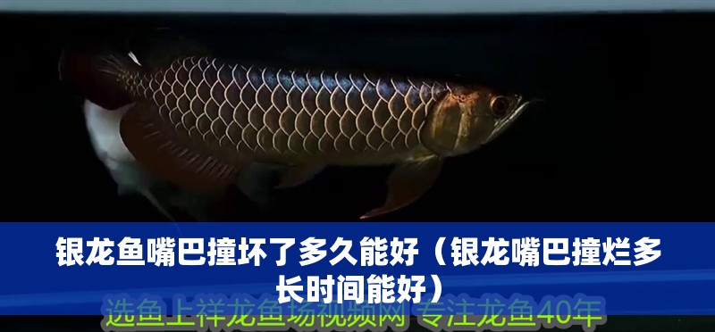 銀龍魚嘴巴撞壞了多久能好（銀龍嘴巴撞爛多長時間能好）