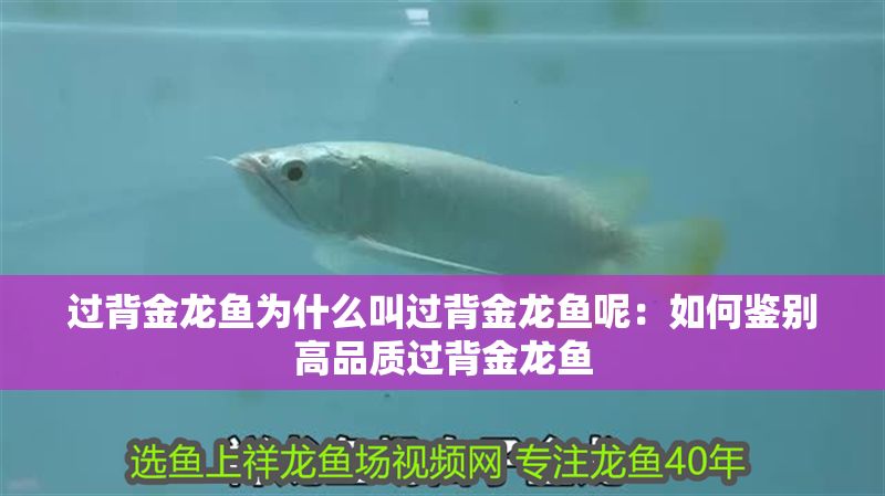 過背金龍魚為什么叫過背金龍魚呢：如何鑒別高品質過背金龍魚