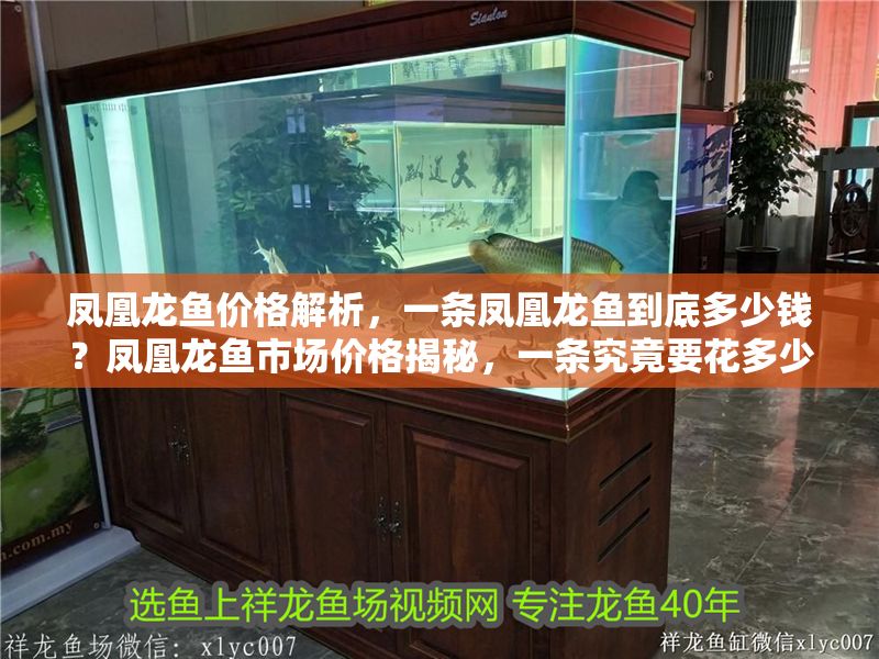 鳳凰龍魚價格解析，一條鳳凰龍魚到底多少錢？鳳凰龍魚市場價格揭秘，一條究竟要花多少錢？
