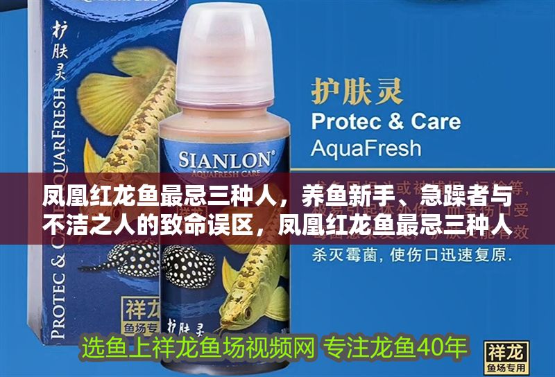 鳳凰紅龍魚最忌三種人，養(yǎng)魚新手、急躁者與不潔之人的致命誤區(qū)，鳳凰紅龍魚最忌三種人，養(yǎng)魚新手、急躁者與不潔之人的致命誤區(qū)