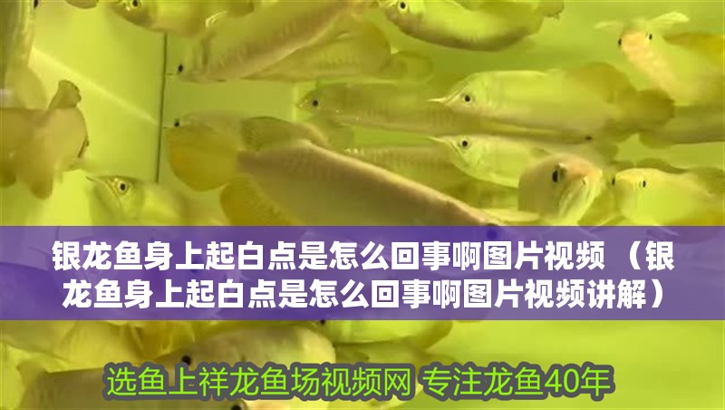 銀龍魚身上起白點是怎么回事啊圖片視頻 （銀龍魚身上起白點是怎么回事啊圖片視頻講解） 銀龍魚身上起白點是怎么回事啊圖片視頻 （銀龍魚身上起白點是怎么回事啊圖片視頻講解） 銀龍魚百科